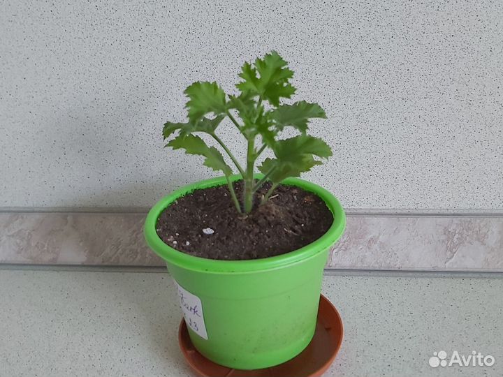 Герань пеларгония