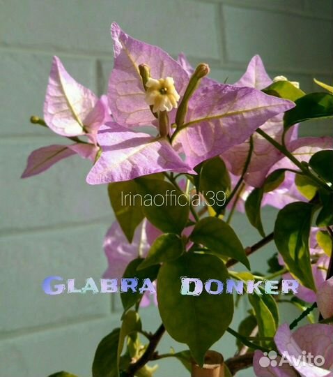 Бугенвиллии - 2. Laterita, Scarlet Glory Orange