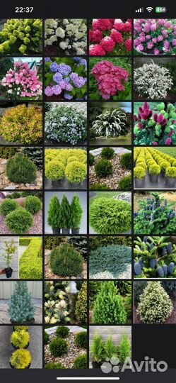 Хвойные растения, туи