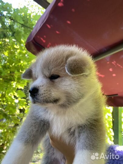 Щенки акита ину