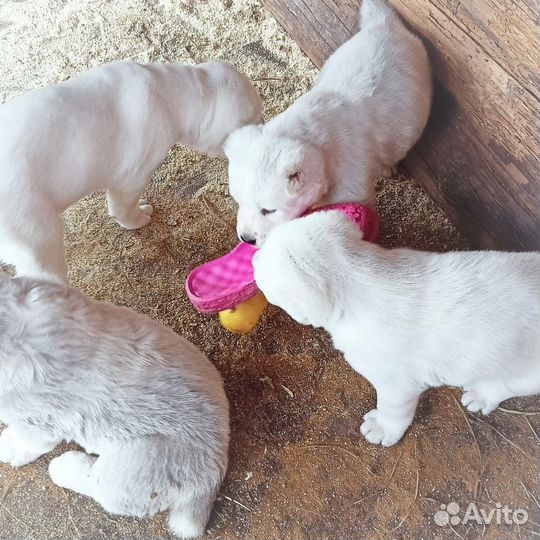 Крупные щенки из питомника