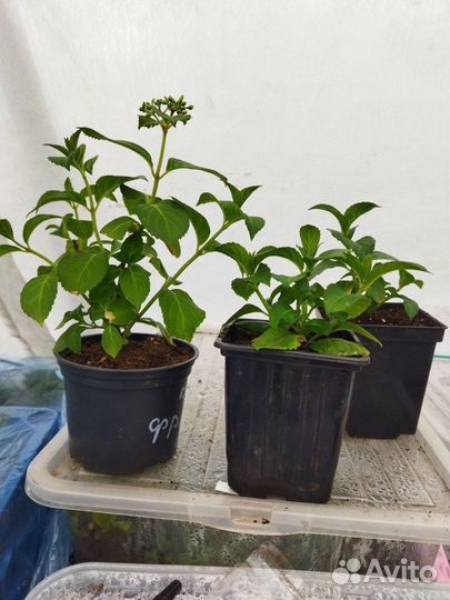 Гортензия метельчатая, гибридная,древовидная