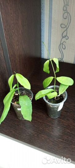 Хойя карноза