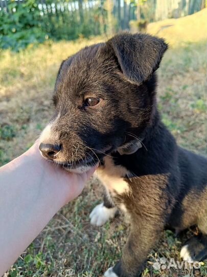 Щенок мальчик