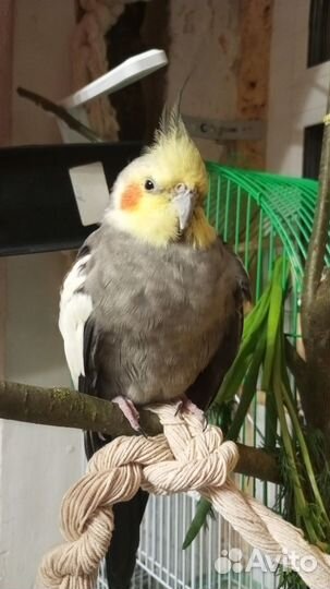 Попугаи корелла, девочка и мальчик, с клеткой и