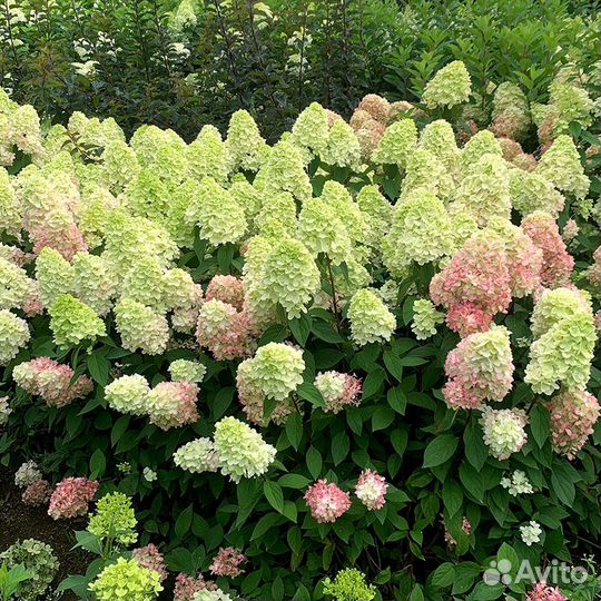 Гортензия Бонфайер (Bonfire) в P9