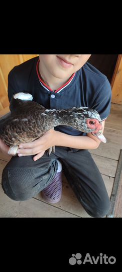 Куры несушки ломен браун, индо-утки,петухи