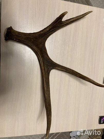 Рога лося 4летнего