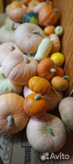 Тыквы