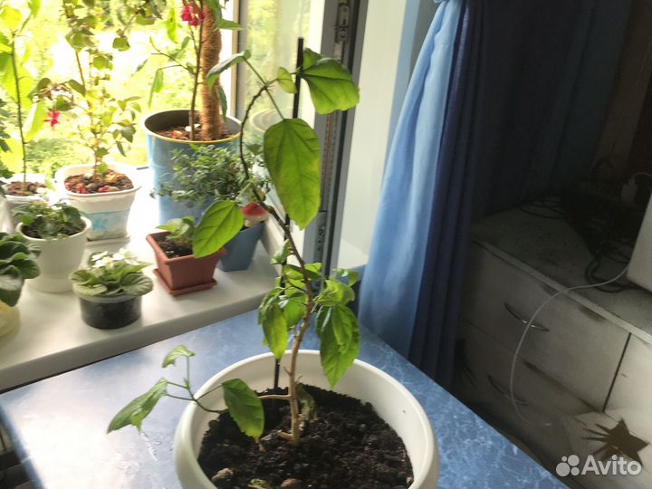 Гибискус китайская роза