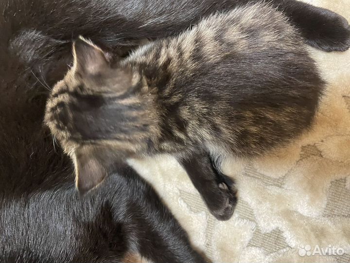 Котенок в добрые руки