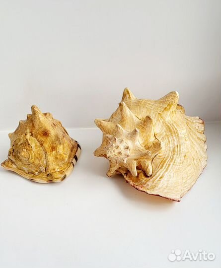 Морская раковина большая, Карибское море куба, 2 ш