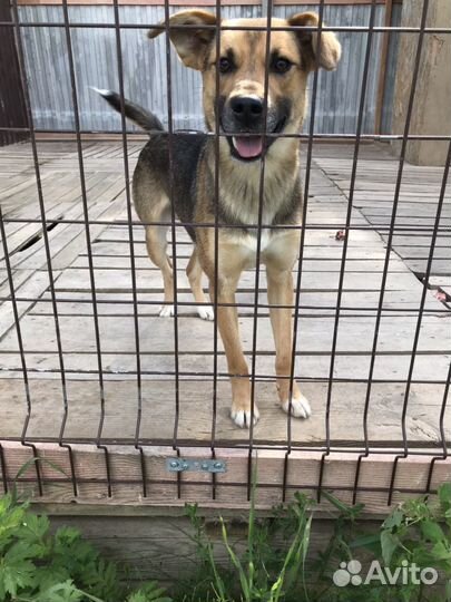 Щенки пегой гончей (метисы)