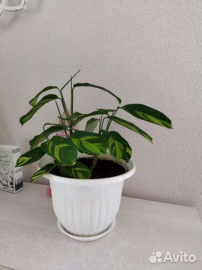 Калатея ктенанта