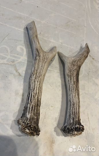 Рога косули