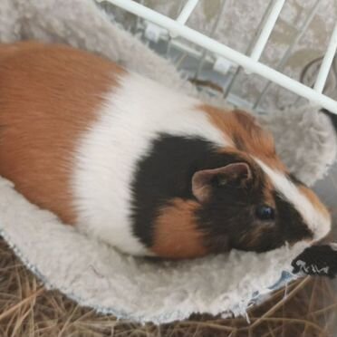 Морская свинка с клеткой