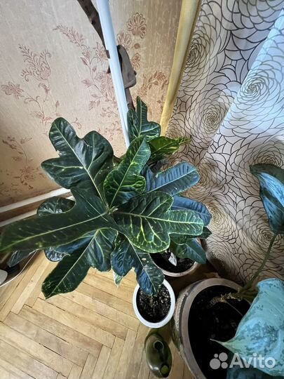 Комнатные растения