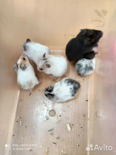 Сирийские хомячки