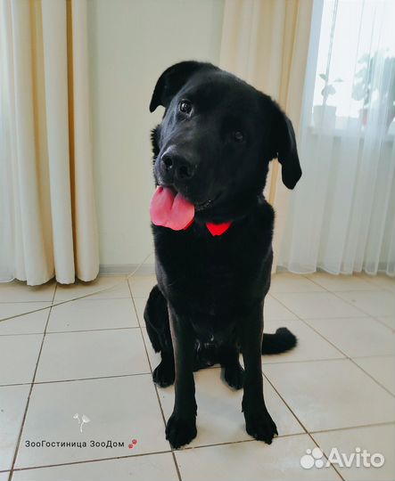 Собака Лорд