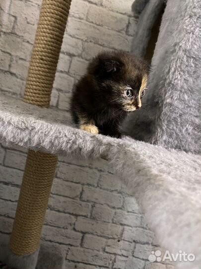 Отдам котят бесплатно в добрые руки