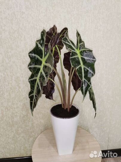 Клубни Алоказии Полли