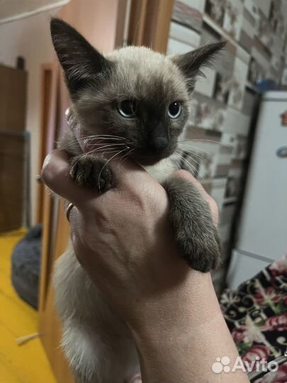 Котята - мальчики