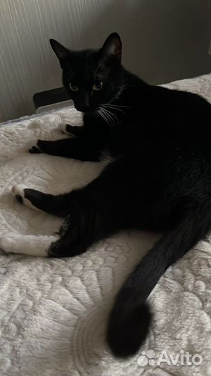 Черный котенок бесплатно