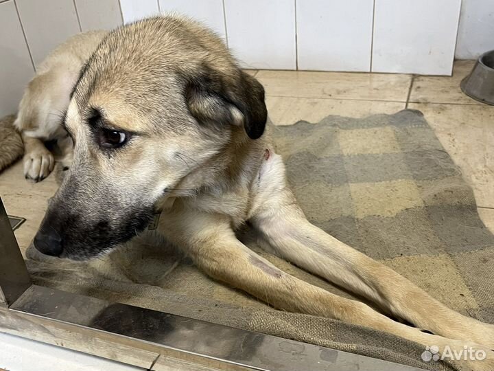 Собака бесплатно