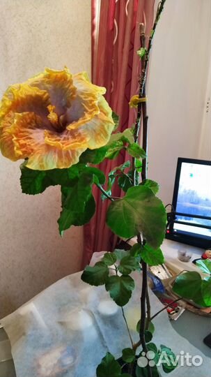Гибискус изменчивый,Bold and Sassy,Sunrise и др
