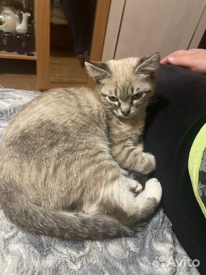 Отдам в добрые руки