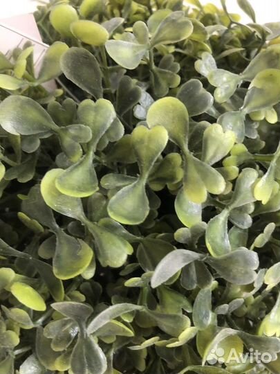 Искусственный самшит