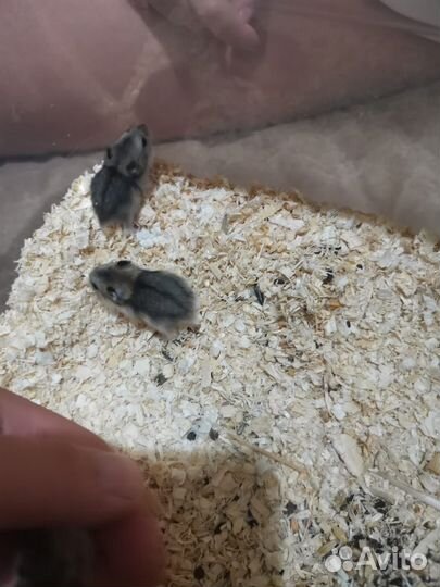 Джунгарский хомяк