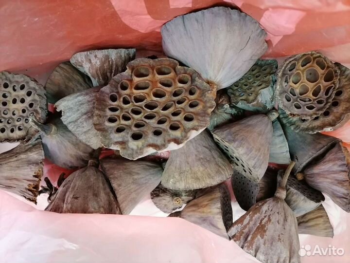 Лотос, шишки, деревяшки