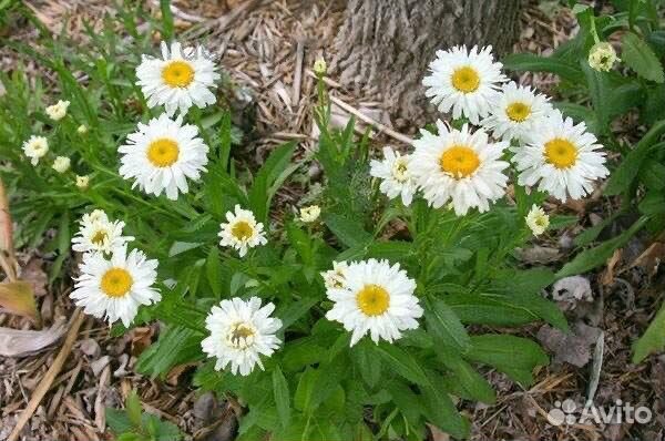 Ромашка садовая