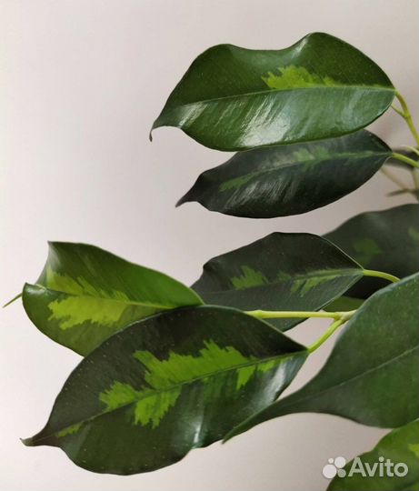 Цветы в горшке