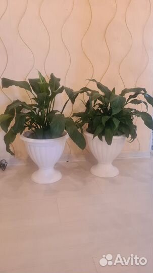 Спатифиллум