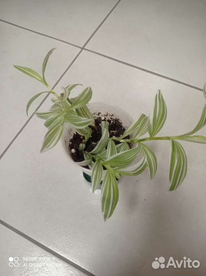 Традесканции