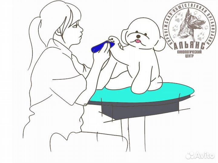 Обучение профессии грумер. Курсы груминга