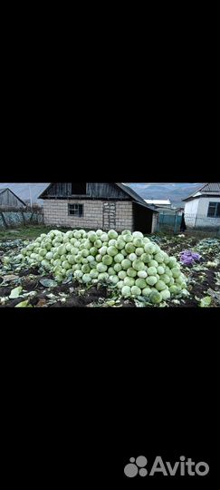 Капуста Тебердинская