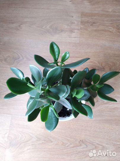 Толстянка Крассула Денежное дерево