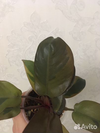 Филодендрон блэк кардинал и др