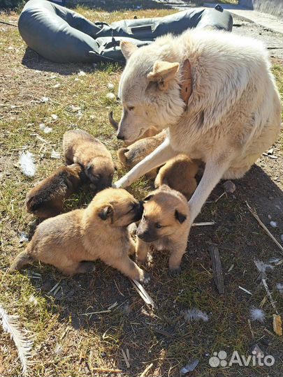 Щенки лайки