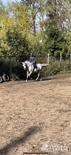 Аренда лошади