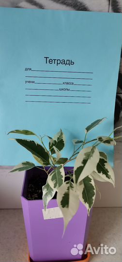 Комнатные домашние растения