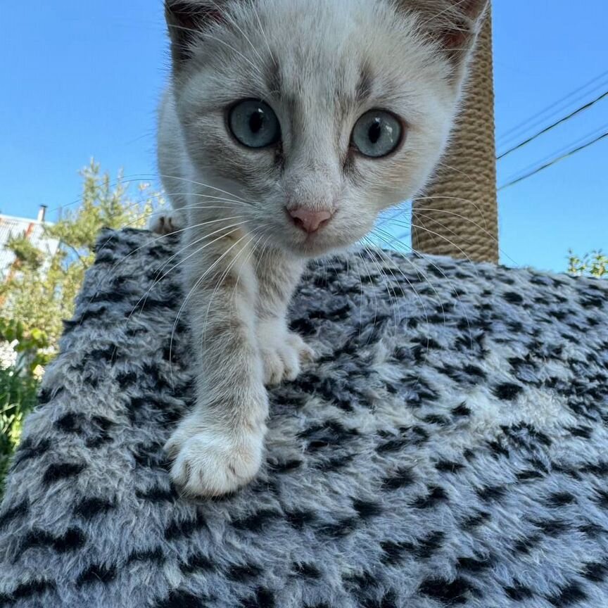 Тайский котенок девочка в добрые руки бесплатно