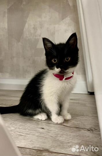 Котенок (кошечка)