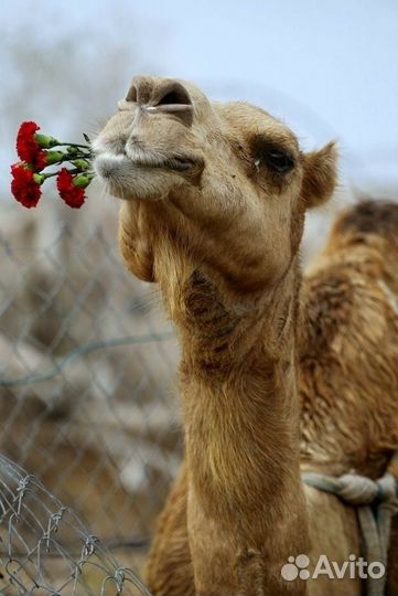 Веточный корм