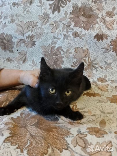 Кошка в дар бесплатно