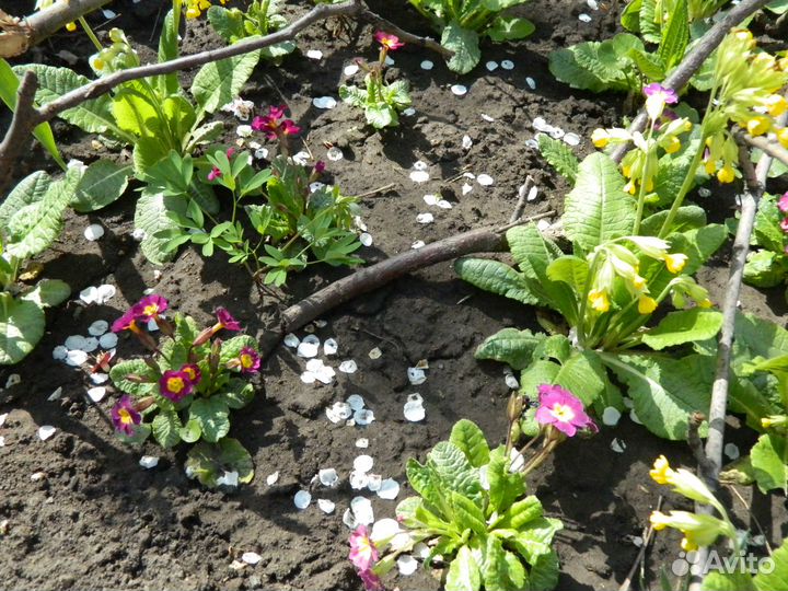 Примула садовая