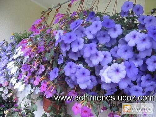 Пеларгонии и цветы домашние